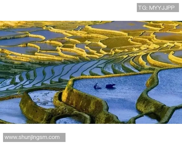 深圳足球队的转型之路：从传统到现代的深度解析与展望